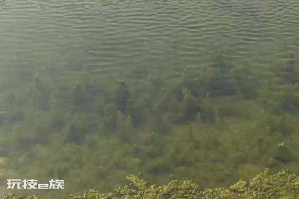 虾塘青苔最佳处理方法(池塘的青苔怎么清除最快)-图片4